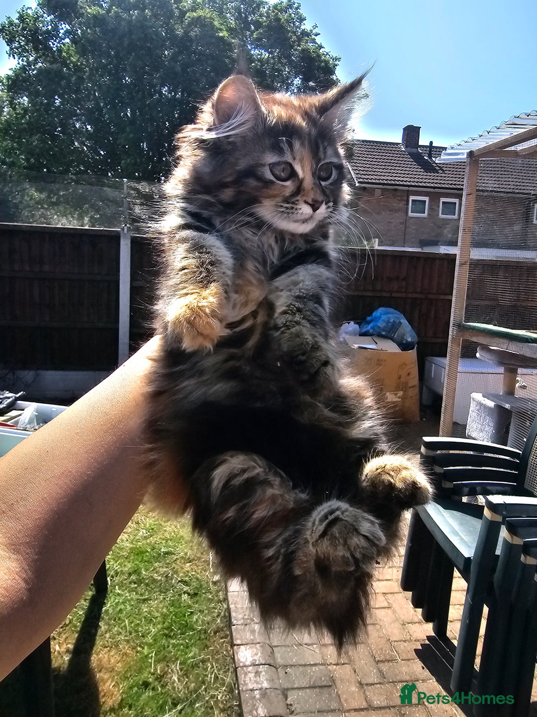 Maine Coon cats for sale: Maine coon × Siberian - Image 3