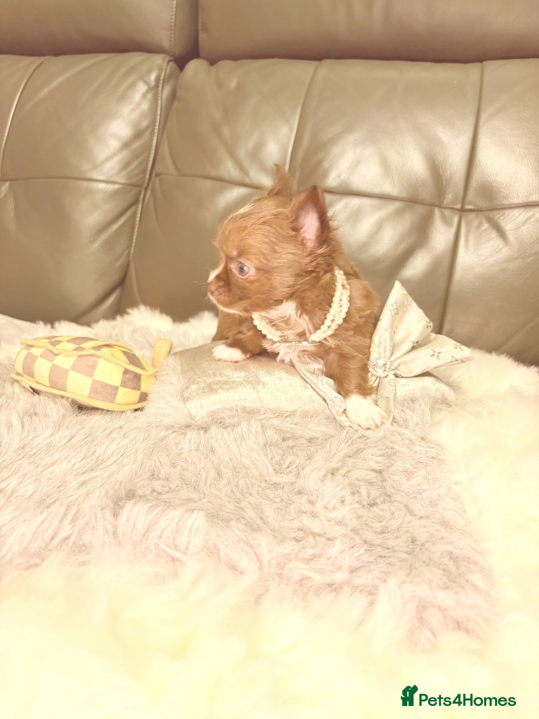 Chihuahua dogs for sale: Stunning tiny Chihuahua puppy’s male female  - Advert 34