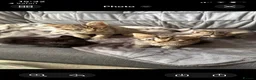 Bengal cats for sale: Baby Bengals READY NOW  - Advert 5