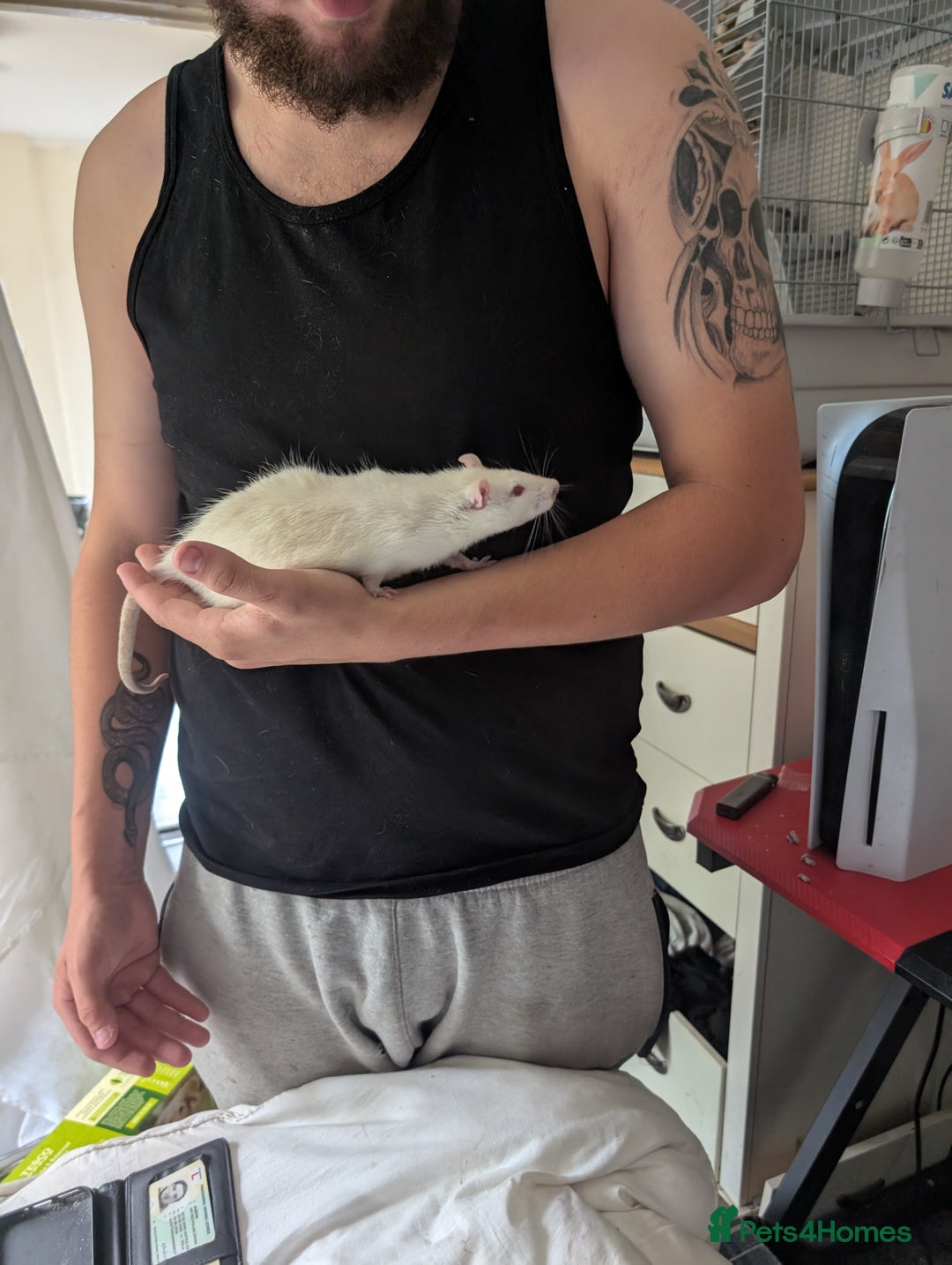 Rat rodents for sale: Rats  - Image 2