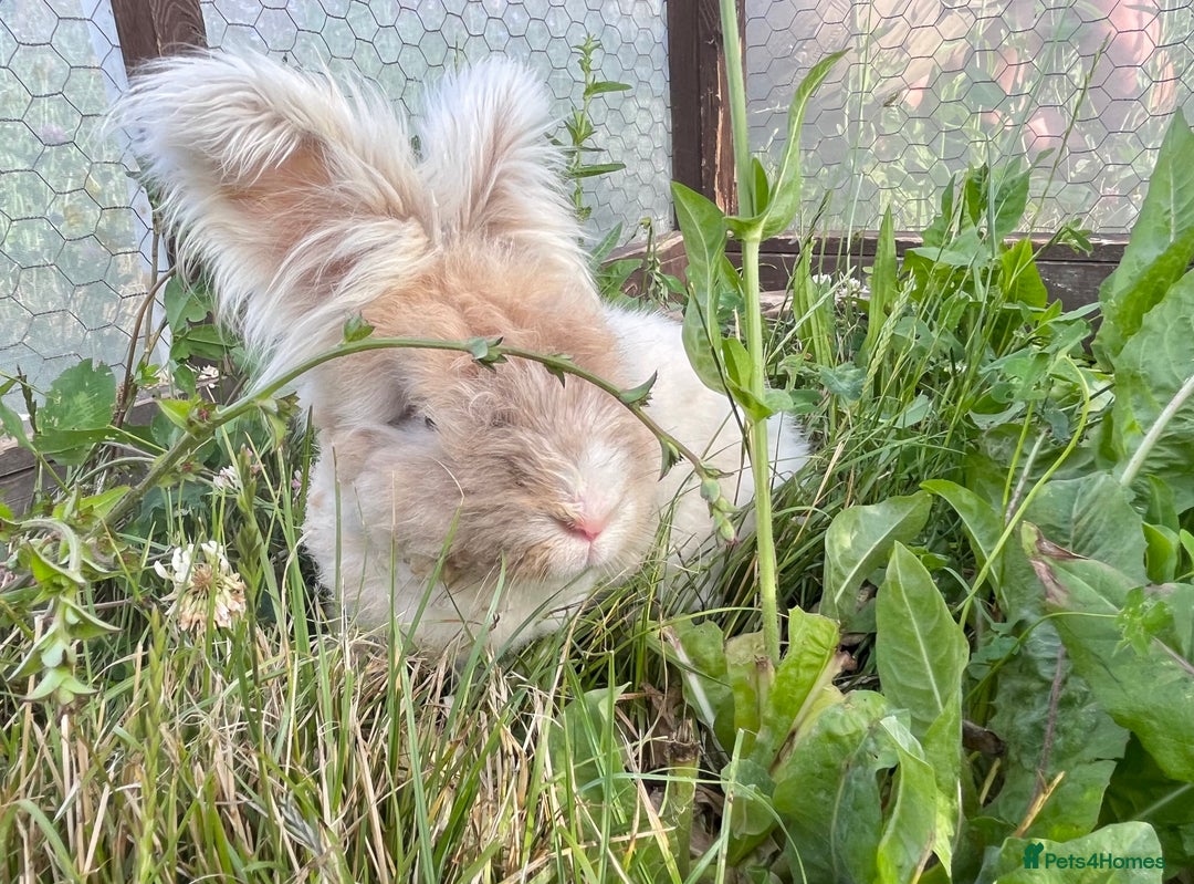 Angora rabbits for sale: Pedigree Full Faced & Maxi Faced English Angoras - Image 9