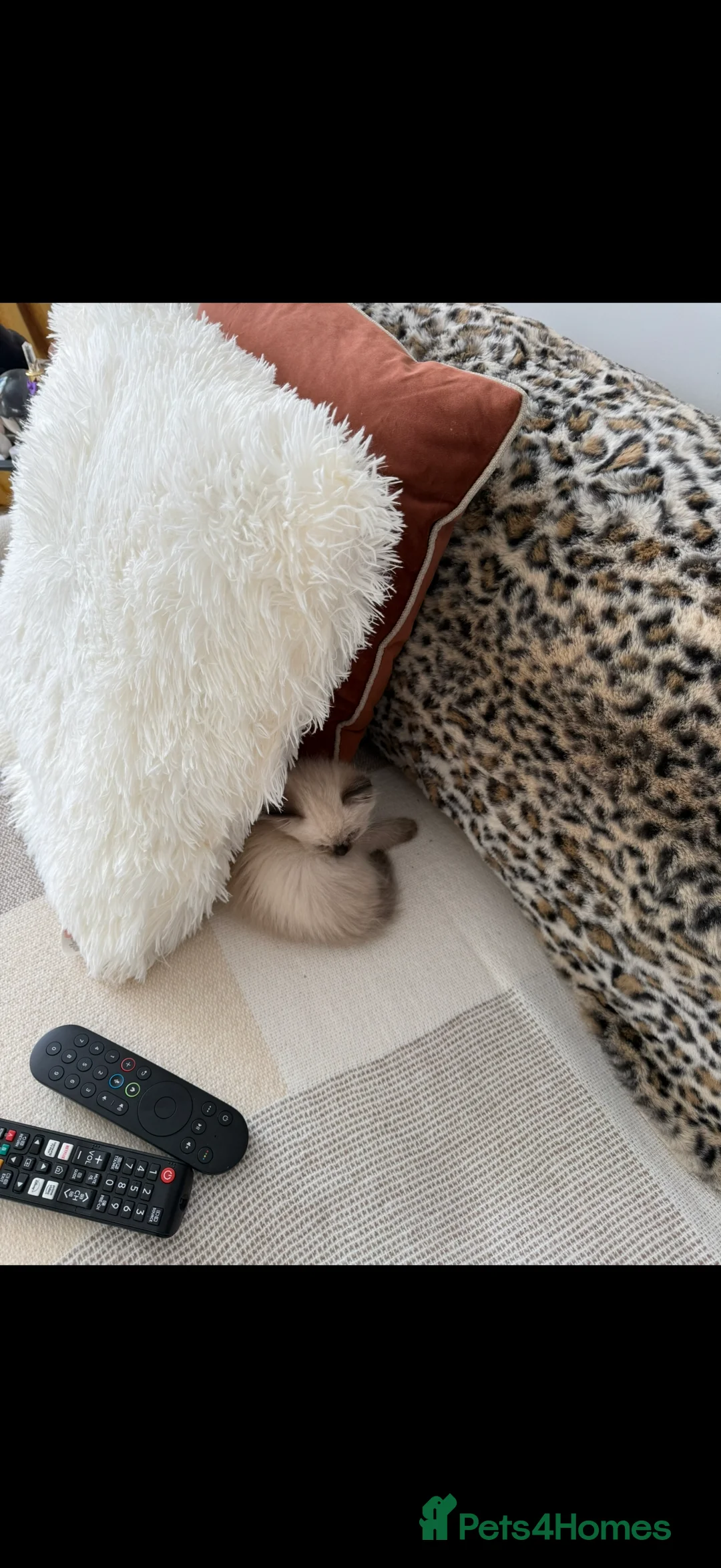 Ragdoll cats for sale: Beautiful Seal Point female Ragdoll kitten - Advert 9