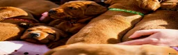 Labrador Retriever dogs for sale: Outstanding fully health tested fox reds  - Advert 17