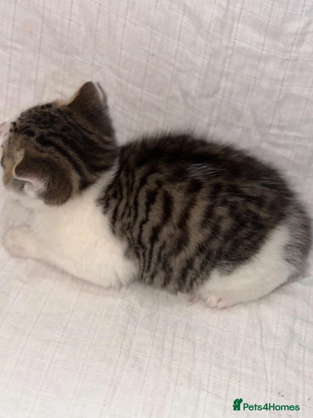 Persian cats for sale: BEAUTIFUL GREY TIGER FLUFFY PERSIAN KITTENS! - Advert 3