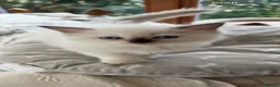 Ragdoll cats for sale: Adorable ragdoll kittens only two left - Advert 3