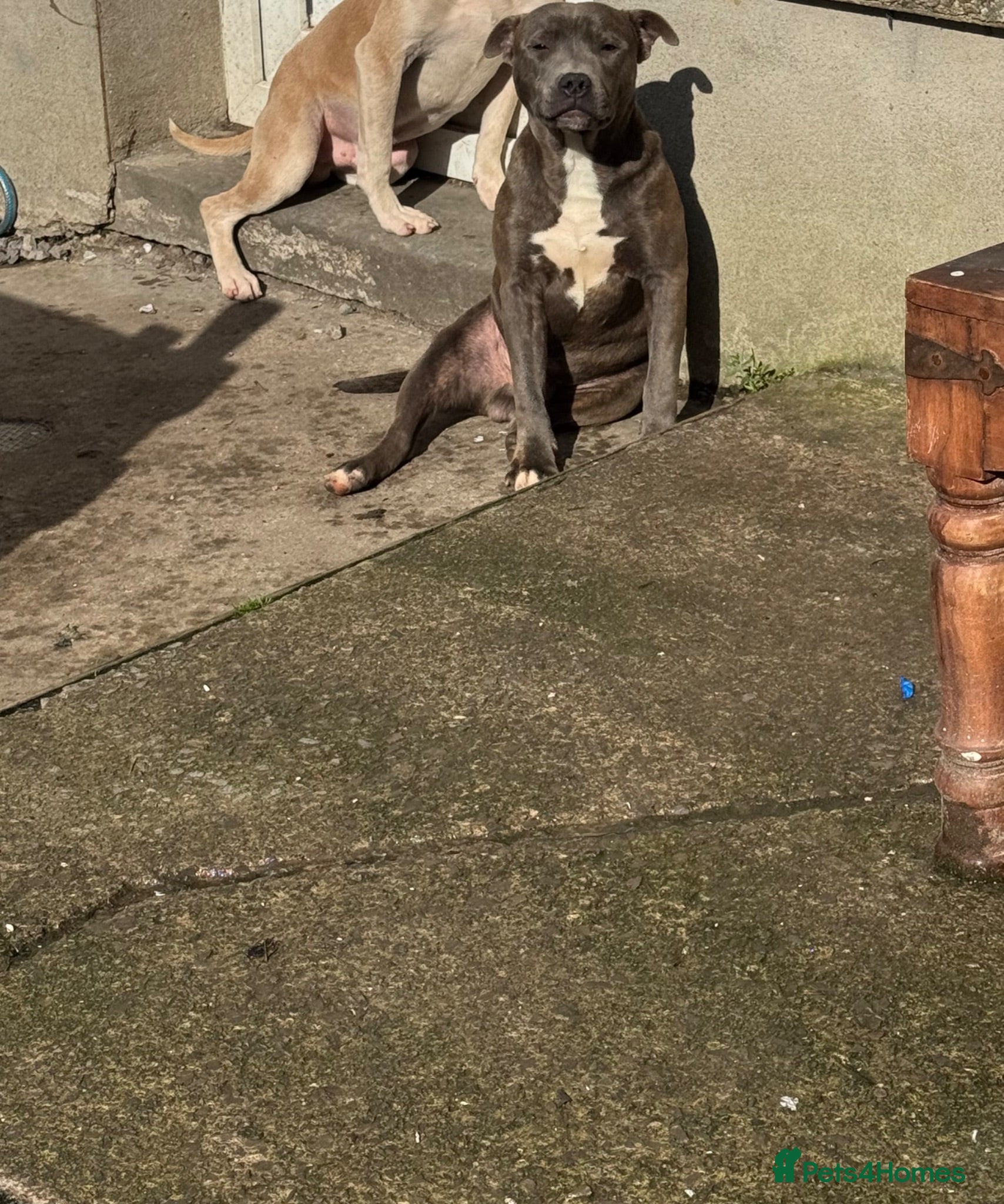 Staffordshire Bull Terrier dogs Yoda blue brindle staff  - Advert 7
