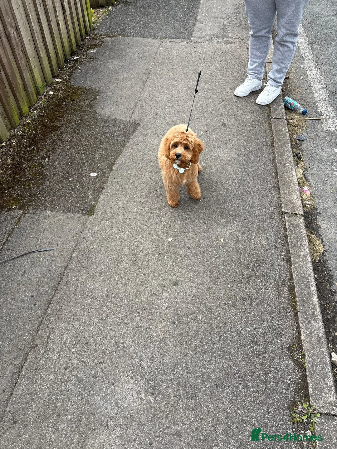 Cavapoo dogs for sale: Cavapoo in Birmingham - Advert 3