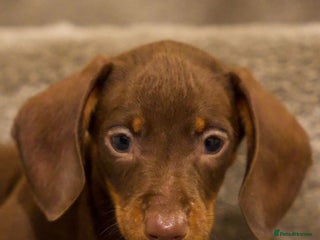 Dachshund dogs Male dautchund puppy - Advert 2