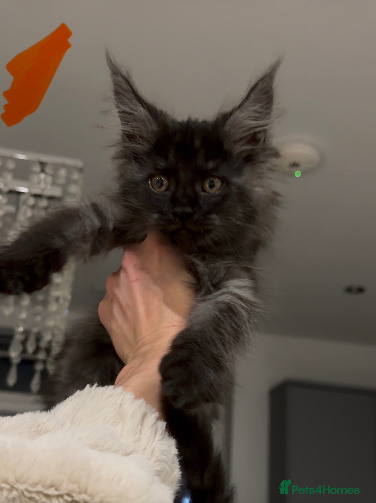 Maine Coon cats for sale: Ready now 😻 reduced if taken this week ❤️ - Advert 14