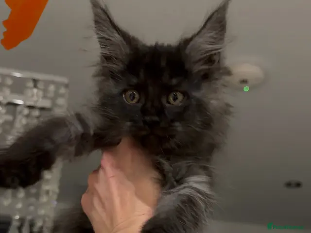 Maine Coon cats for sale: Ready now 😻 reduced if taken this week ❤️ - Advert 14