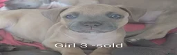 Mixed Breed dogs for sale: Blue Staffordshire Bull Terrier pups  - Advert 7
