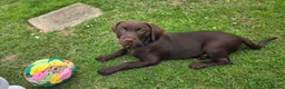 Labrador Retriever dogs for sale: 10 week old female Chocolate Labrador puppy  - Advert 7
