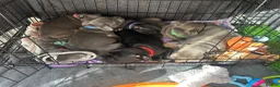 Staffordshire Bull Terrier dogs for sale: READY TO GO 08/06/26 KC REGISTERED BULLSCAFF PUPS in Walsall - Advert 13
