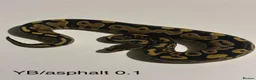 Python Snake reptiles for sale: Royal pythons for sale - Bristol - Advert 6