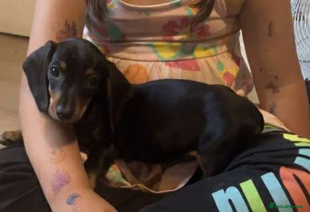 Dachshund dogs for sale: Dachshund - last 2 available (boy&girl) - Image 5