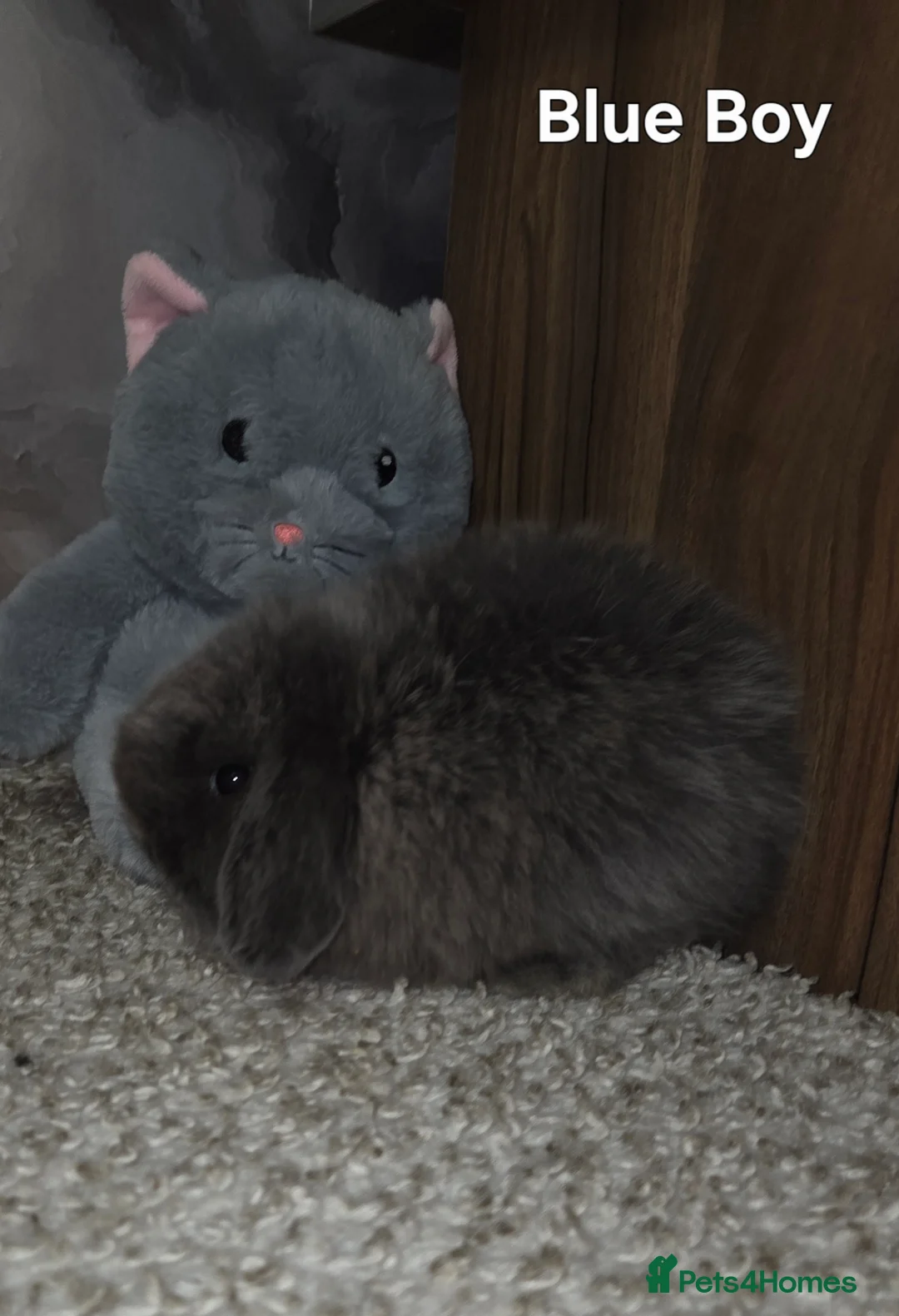 Mini Lop rabbits for sale: PURE MINI LOP BUNNIES ( All COLOURS) - Advert 13