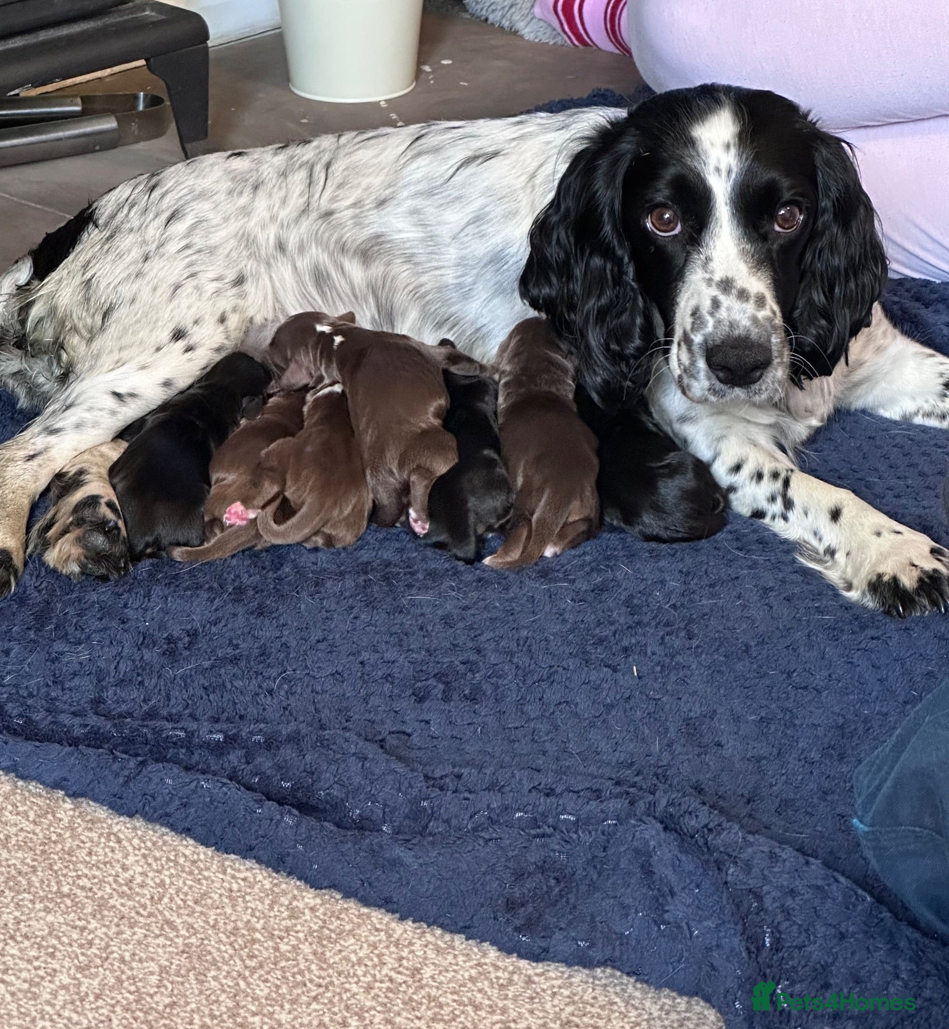 Cocker Spaniel dogs Working Cocker Spaniels  - Advert 2