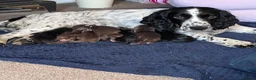 Cocker Spaniel dogs for sale: Working Cocker Spaniels  - Advert 1