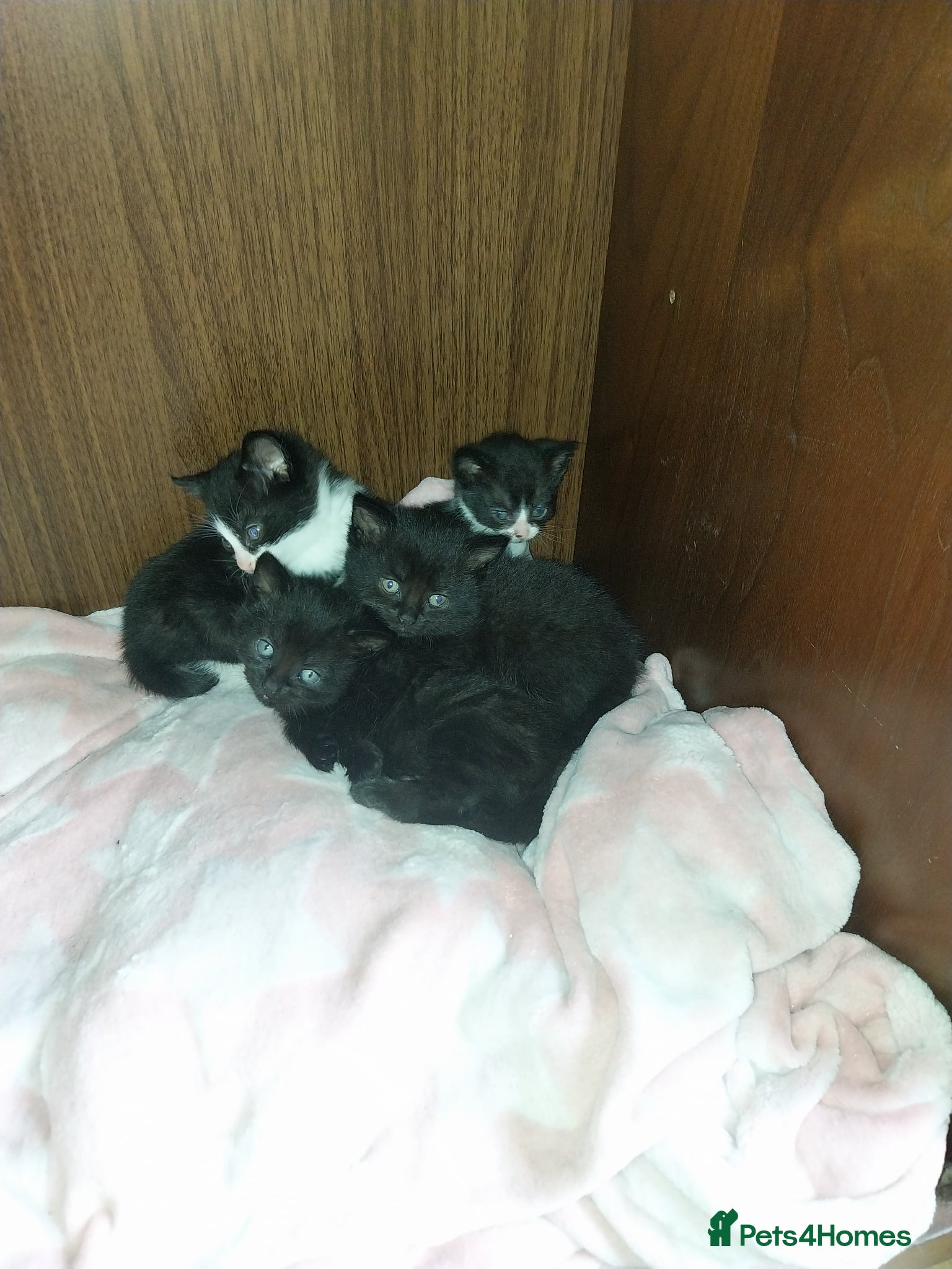 British Shorthair cats Black and White Kittens - Advert 1