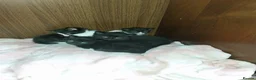 British Shorthair cats for sale: Black and White Kittens - Advert 1