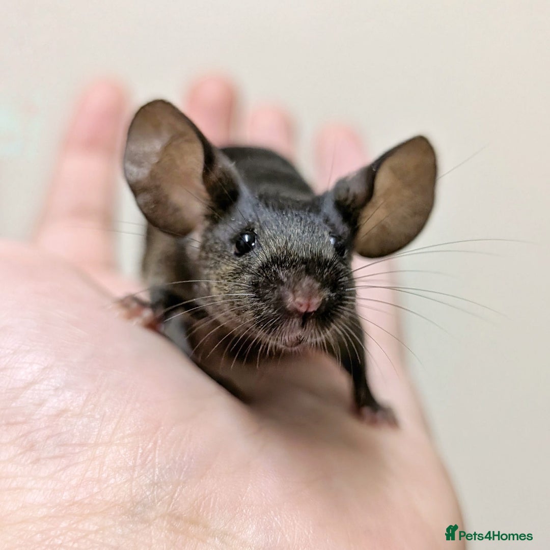 Mouse rodents for sale: Friendly Fancy Mice  - Image 2