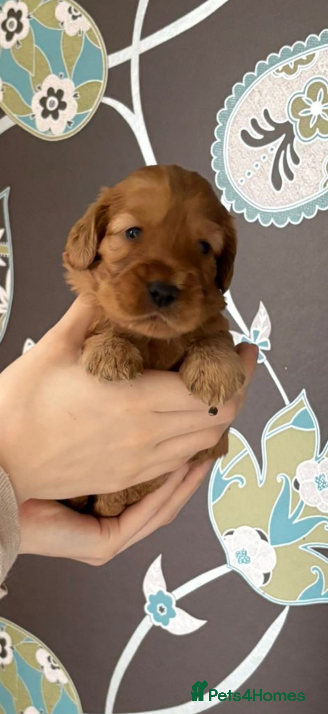 Cockapoo dogs for sale: F1 RARE VILLASPANIOL CHAMPION LINE  COCKAPOOS  - Advert 21