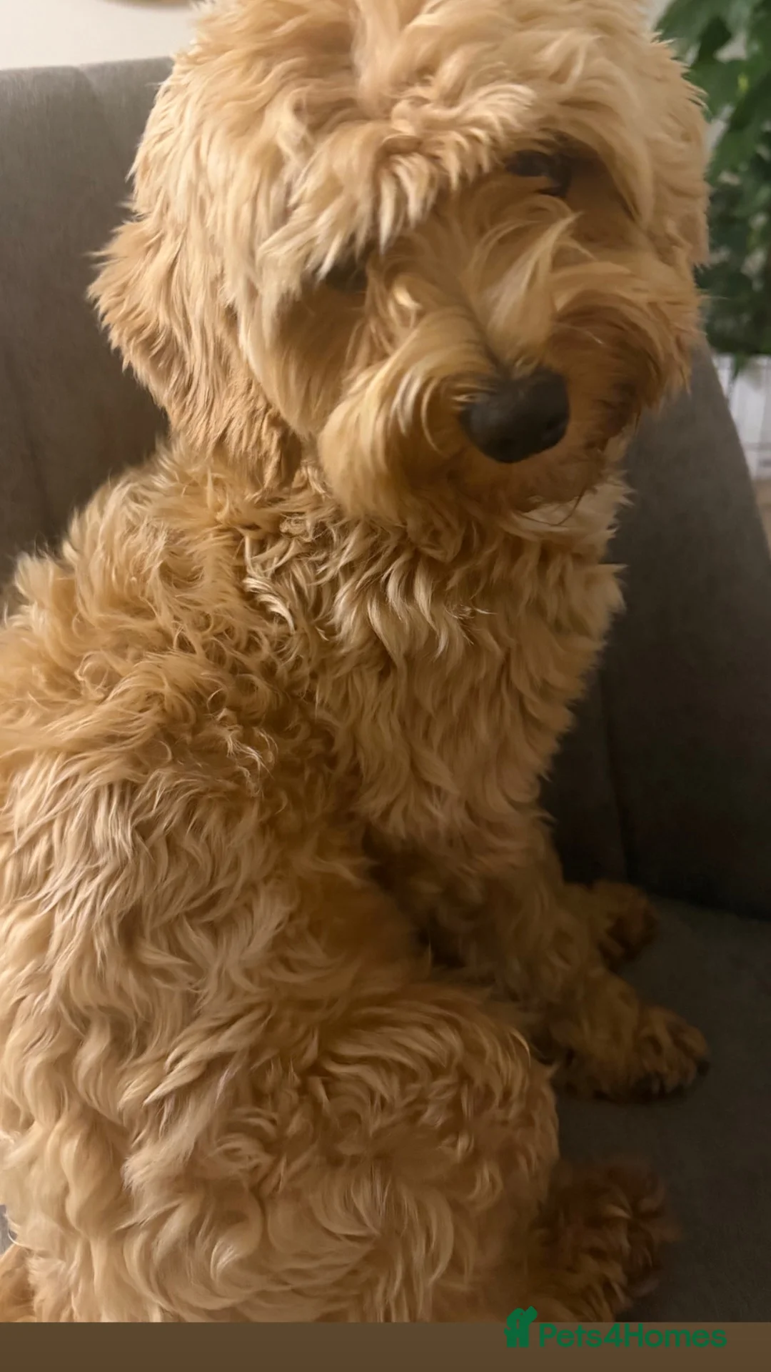 Maltipoo dogs for sale: Maltipoo Dog in Rotherham - Advert 2