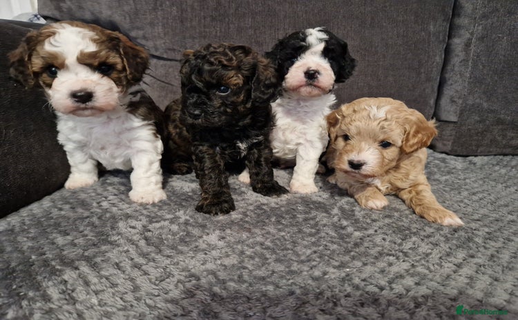 Cavapoo dogs - Advert 4