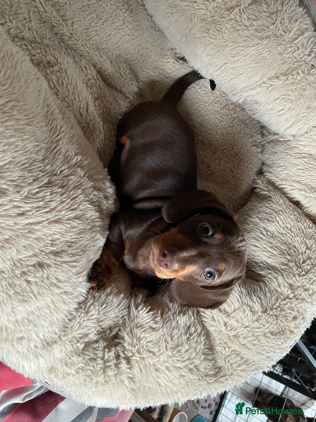 Miniature Dachshund dogs for sale: Beautiful litter of miniature daschunds  - Advert 3