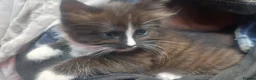 Mixed Breed cats for sale: Long‑Haired beautiful Ragdoll Cross Kittens - Advert 18