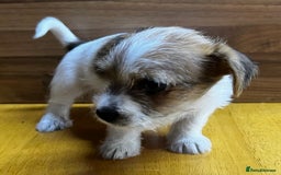 Mixed Breed dogs for sale: Jack Russell with a hint of Bichon Frise. - Image 16