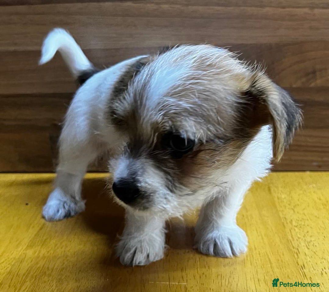 Mixed Breed dogs for sale: Jack Russell with a hint of Bichon Frise. - Image 16