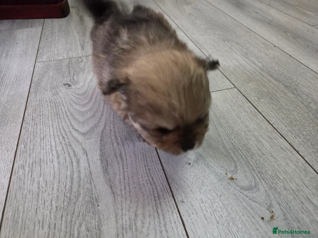 Pomeranian dogs for sale: Pomeranian puppies for sale 🐶🐾 - Advert 5