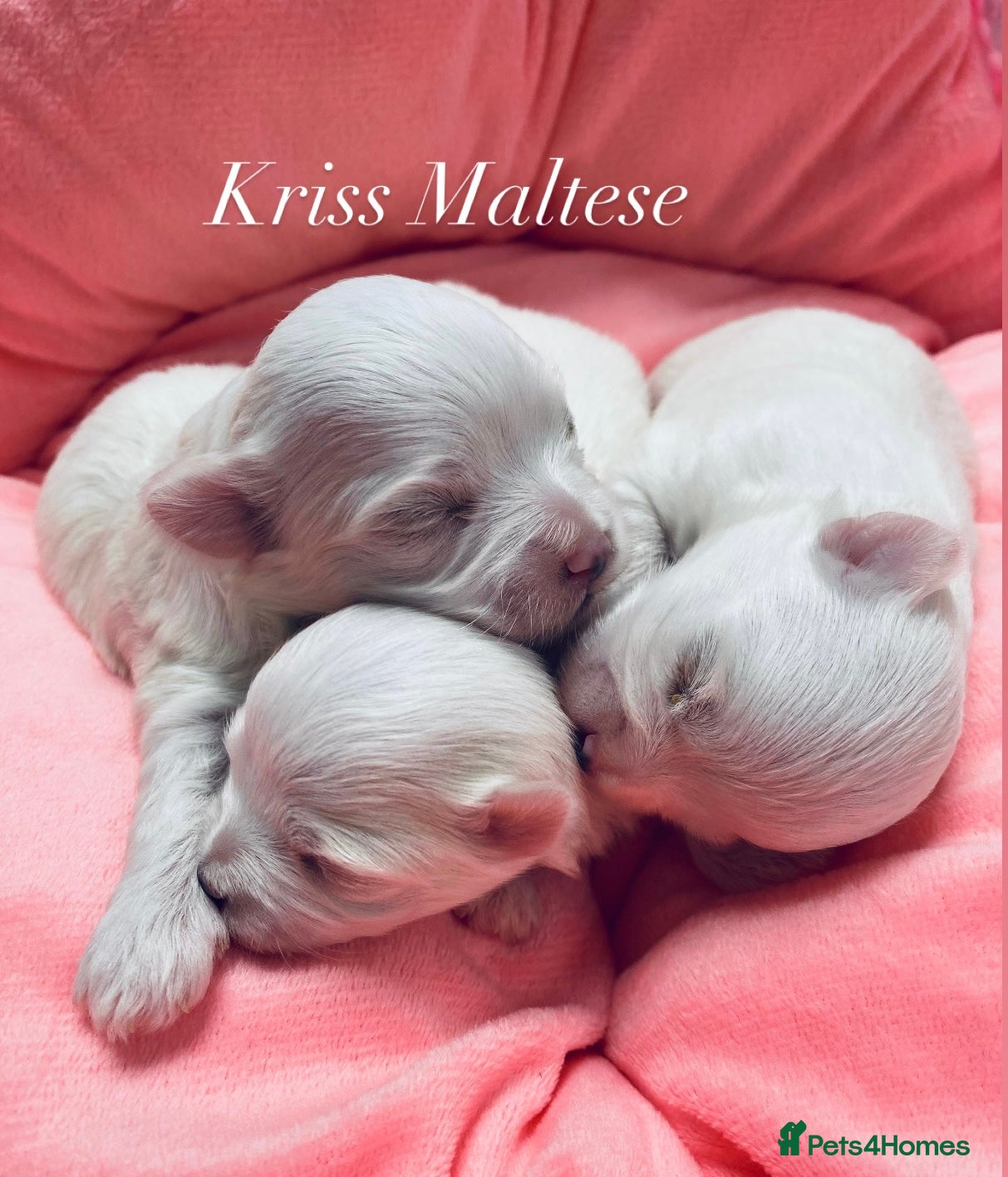 Maltese dogs ✨Outstanding kc registered Korean Maltese puppies✨ - Advert 2