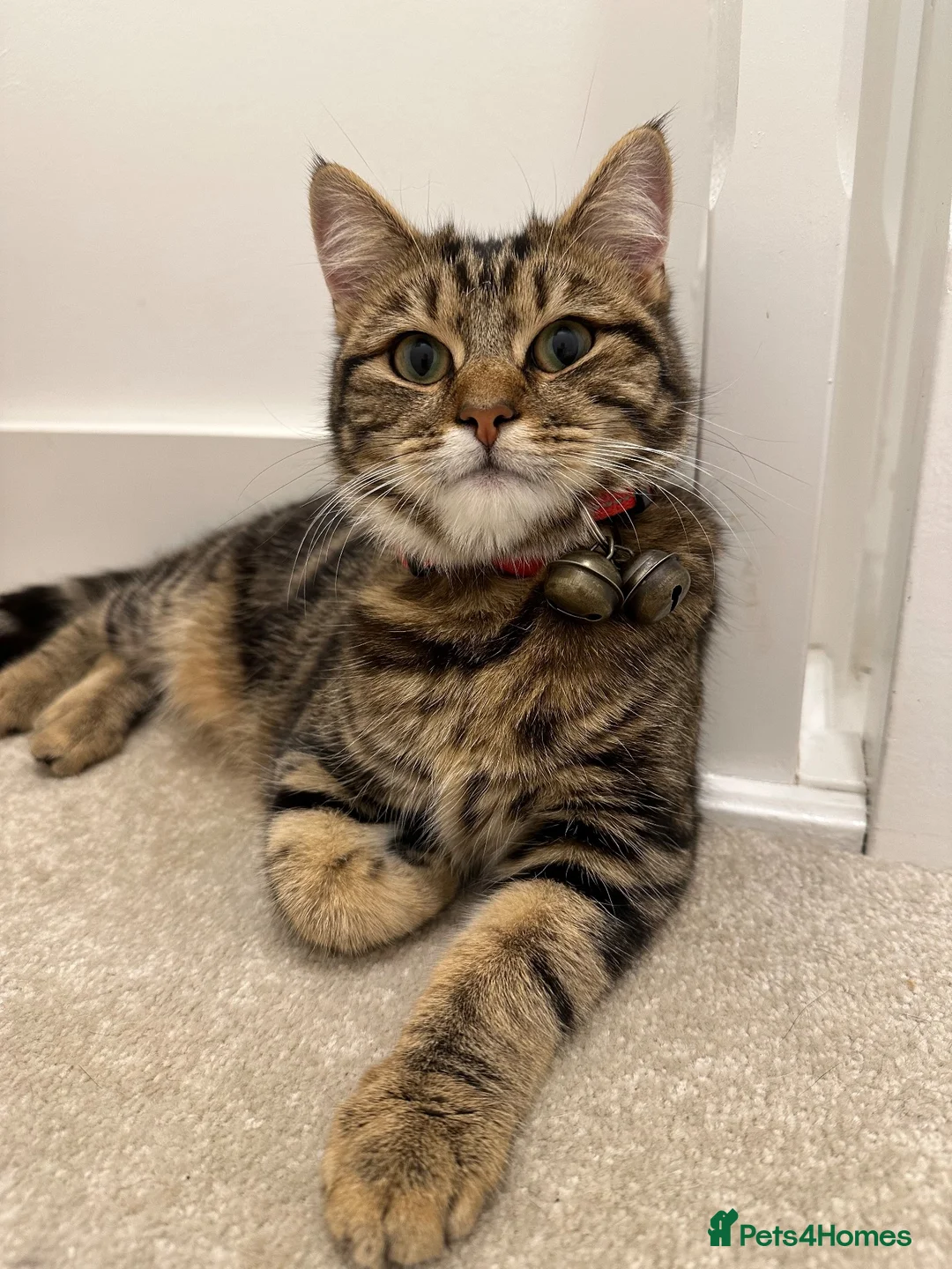 Mixed Breed cats for sale: 5 beautiful kittens  - Advert 12