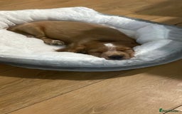 Cocker Spaniel dogs for sale: Marley Cocker spaniel  - Image 1