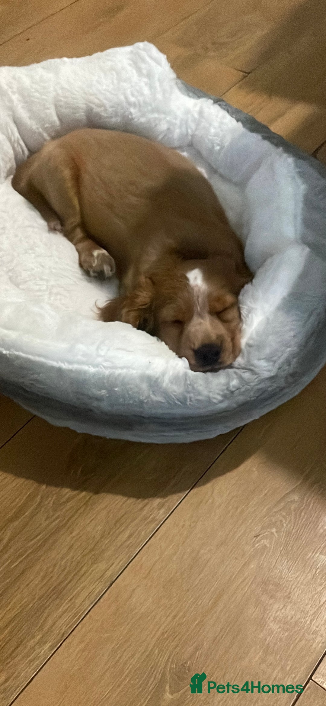 Cocker Spaniel dogs for sale: Marley Cocker spaniel  - Image 1