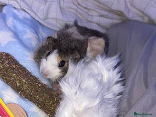 Guinea Pig rodents - Advert 35