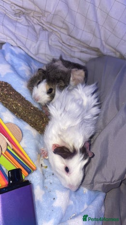 Guinea Pig rodents - Advert 9