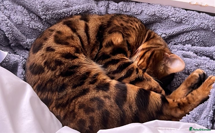 Bengal cats - Advert 5
