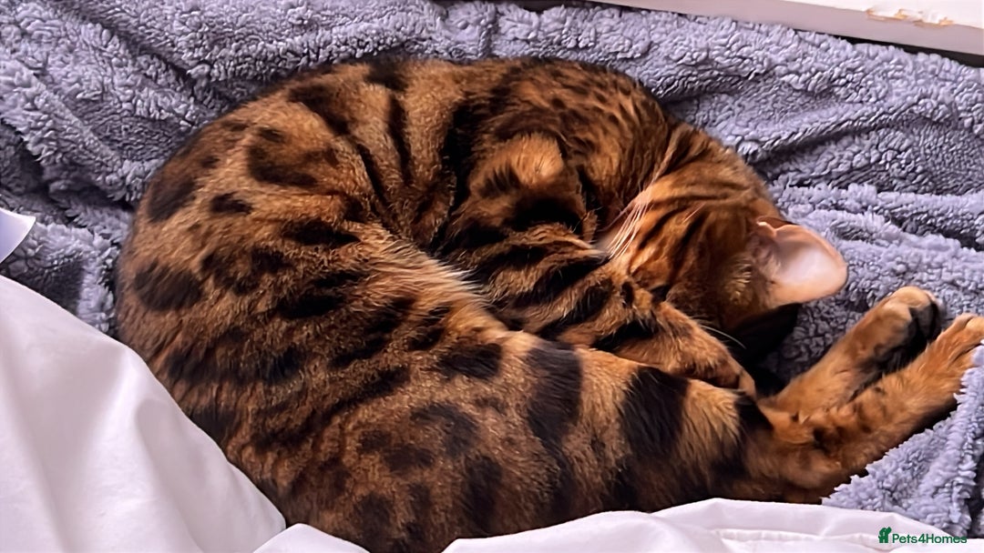 Bengal cats for sale: PURE BENGAL CAT - Image 1