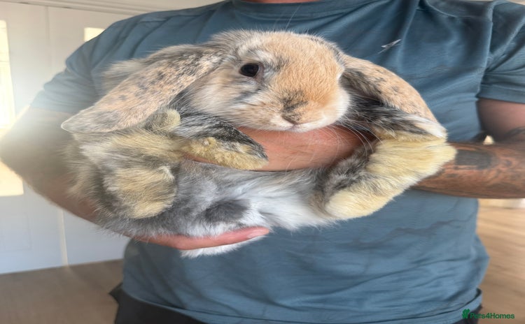 Mini Lop rabbits - Advert 3