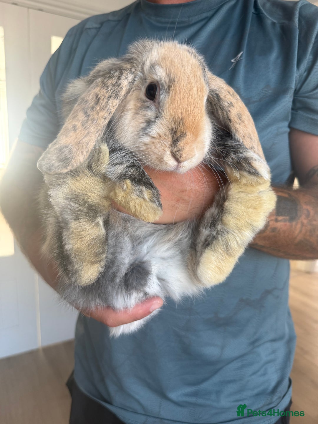 Mini Lop rabbits for sale: 2 x female lops for sale - Image 1
