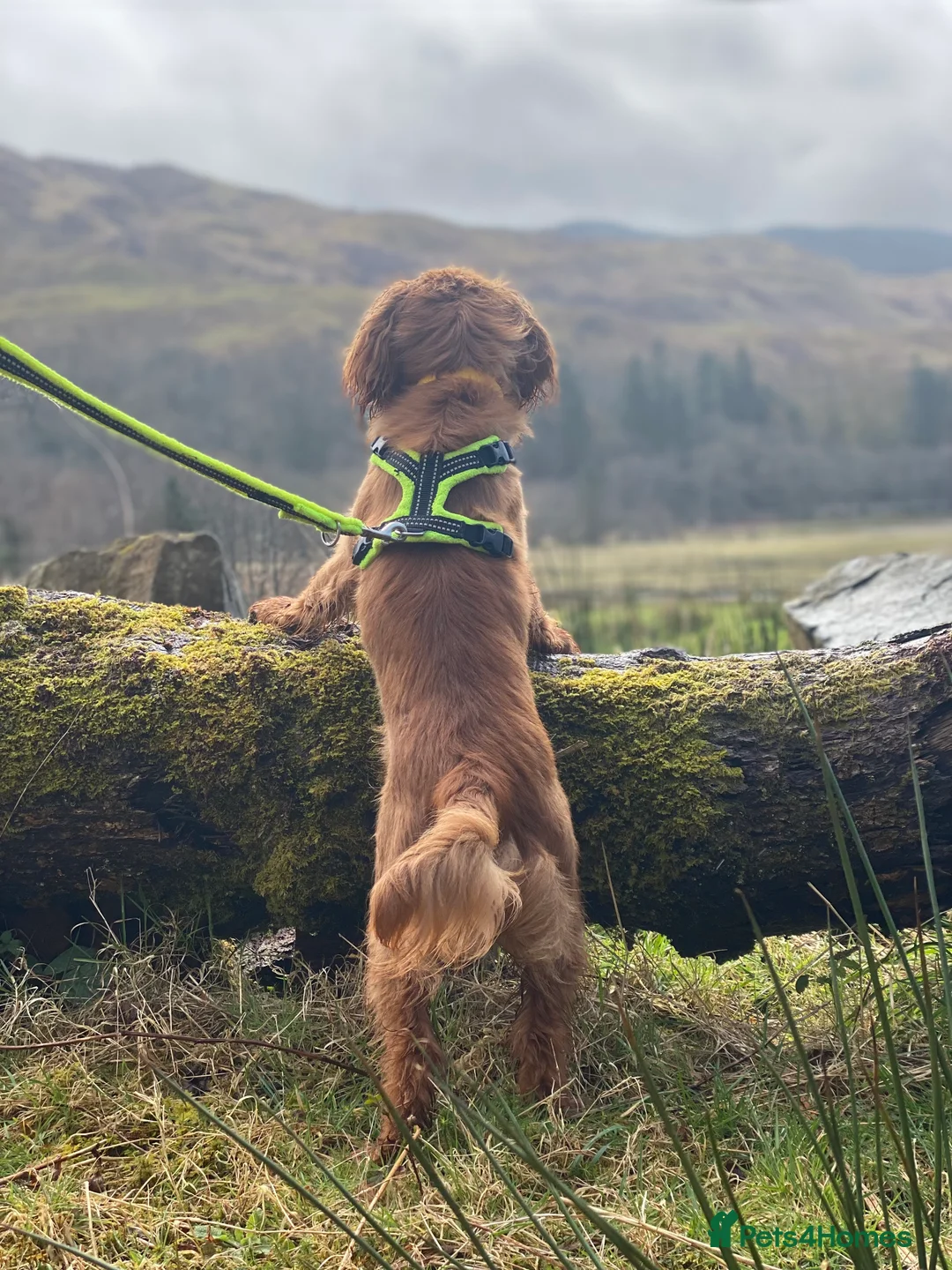 Cavalier King Charles Spaniel dogs for sale: 8 month old Cavalier King Charles Spaniel - Advert 2