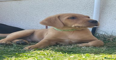 Labrador Retriever dogs - Advert 14
