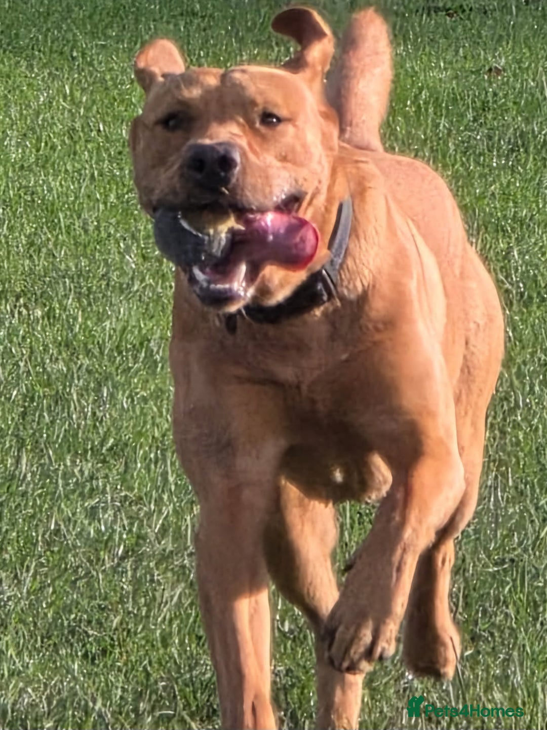 Labrador Retriever dogs for stud: Standing at Stud.  - Advert 15