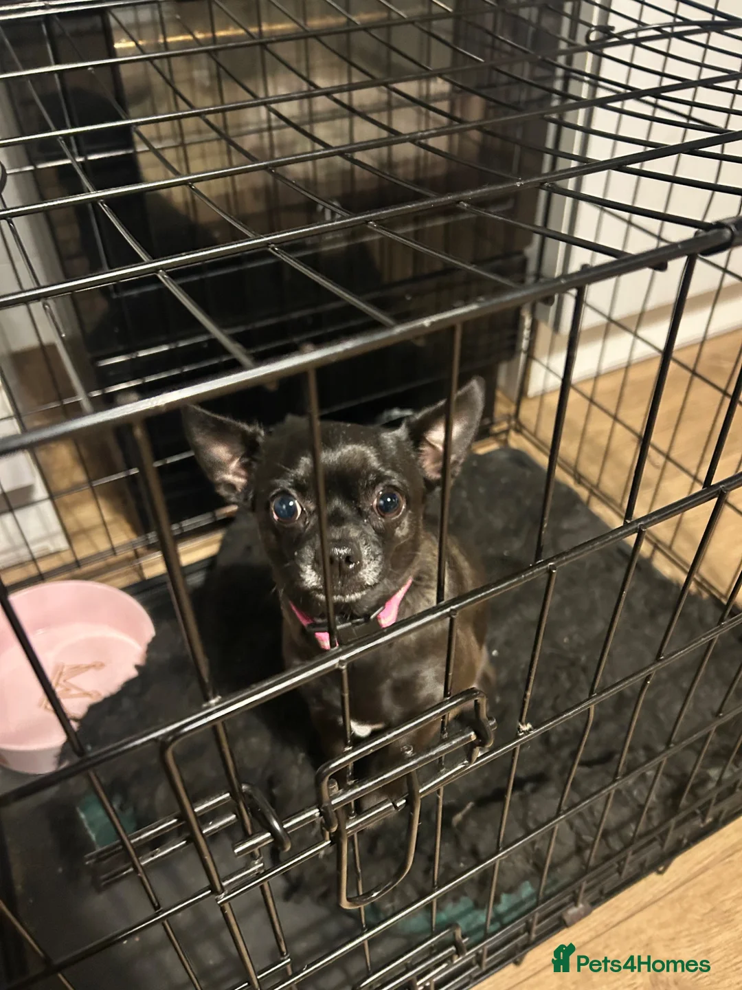Chihuahua dogs for sale: Female Chihuahua maisy  - Advert 1
