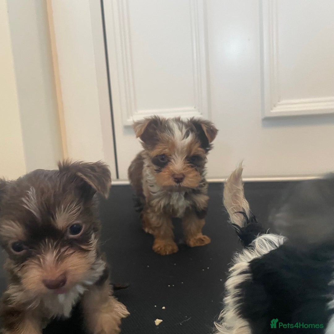 Biewer Terrier dogs for sale: 5 stunning Biewer Terriers - Image 2