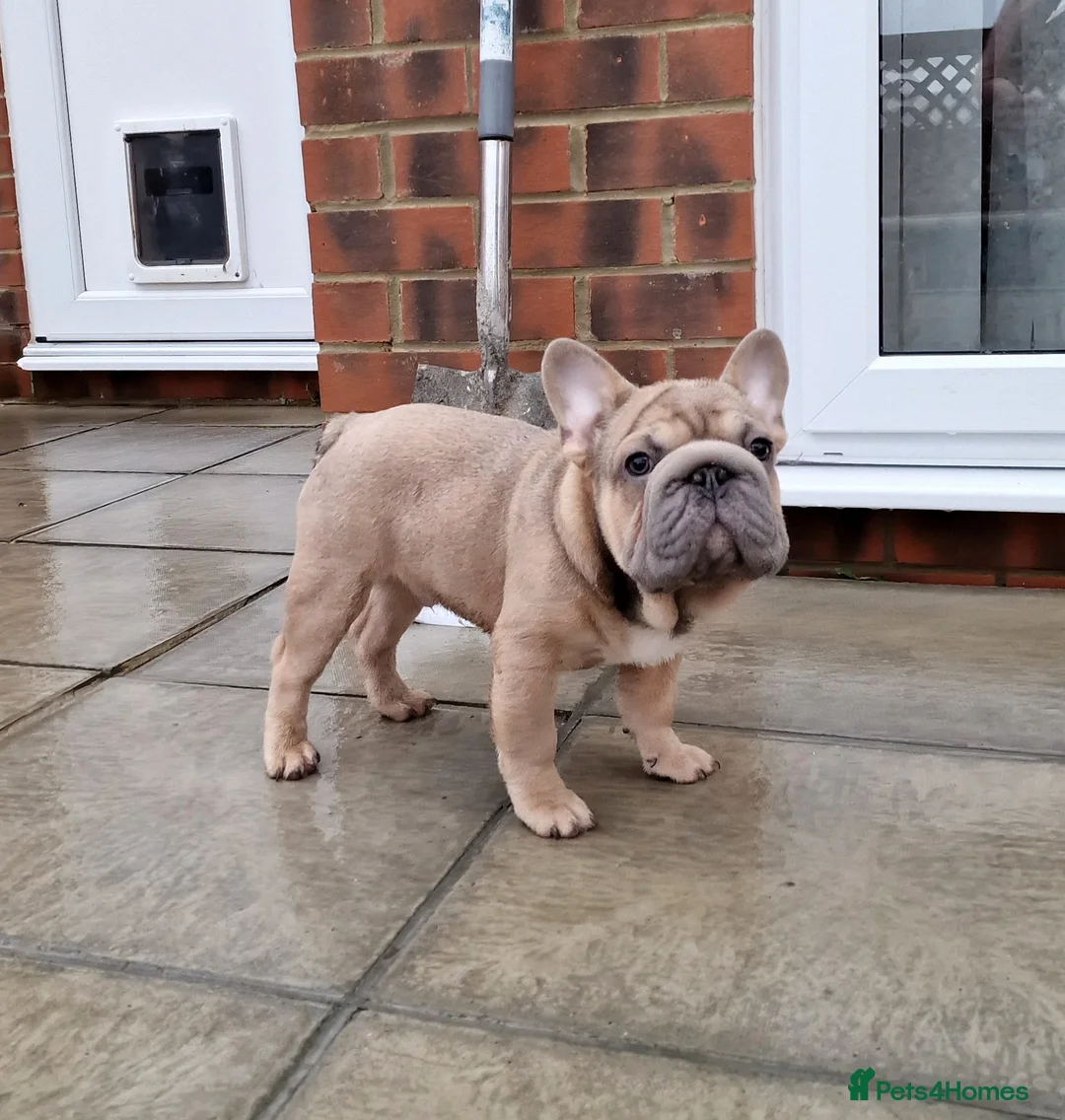 French Bulldog dogs for stud: TEDDY STUD BOY  - Advert 3