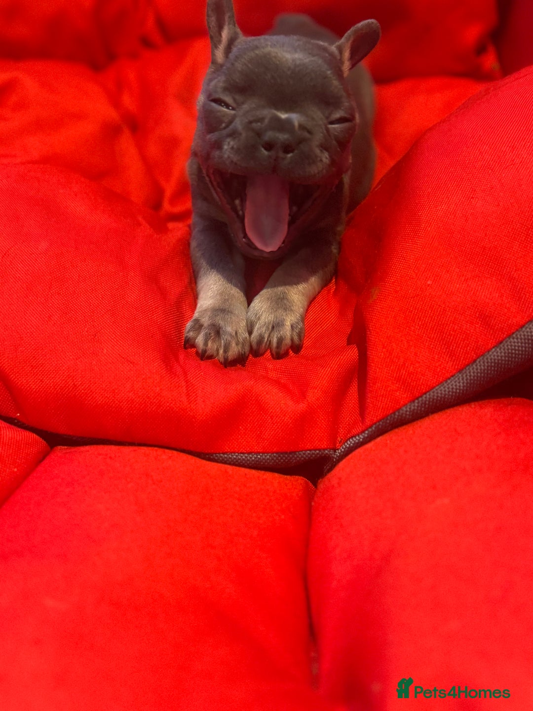 French Bulldog dogs for sale: French Bulldog Puppies - Advert 10